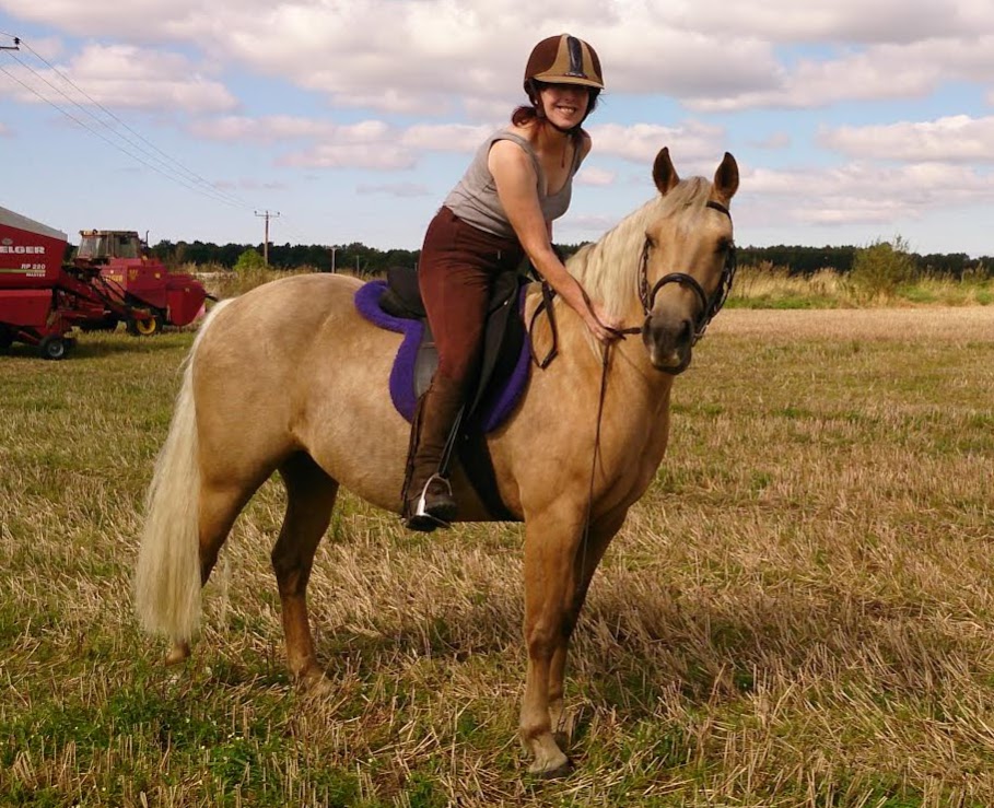 Quarter Horse cross Welsh Cob, Solstice